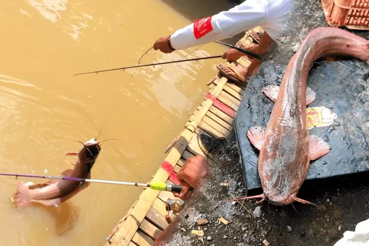 5 Tips Memilih Umpan Memancing Lele Di Kolam Pemancingan